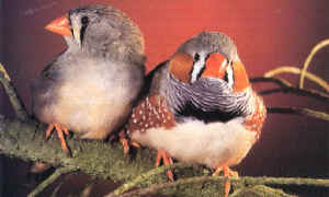 oiseau.jpg (44133 octets)